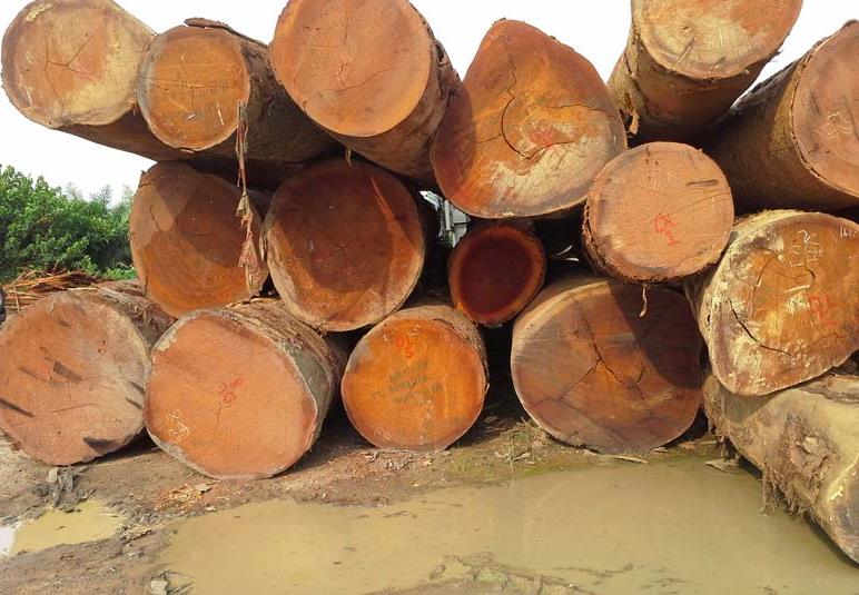 Iroko Wood