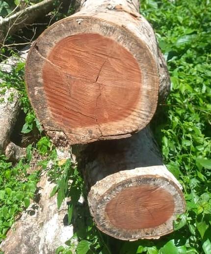 Iroko Wood
