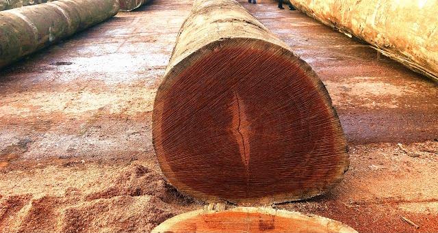 Iroko Wood