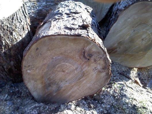 Iroko Wood