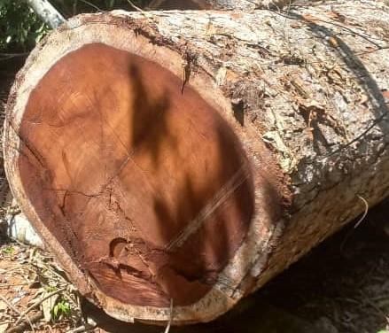 Iroko Wood