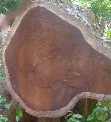 Iroko Wood